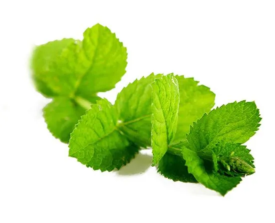 Doterra- Peppermint (Mentha Piperita) 15ml